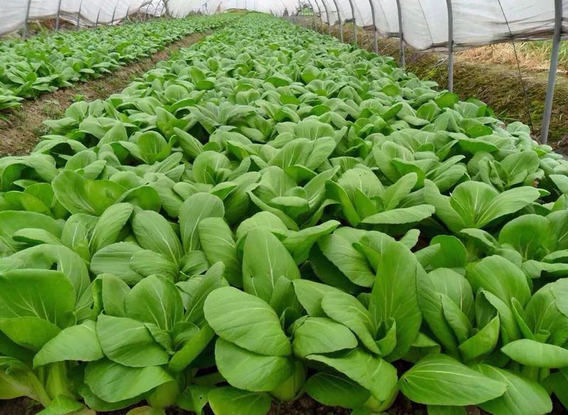 ���c���D